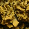 Xanthoria ucrainica